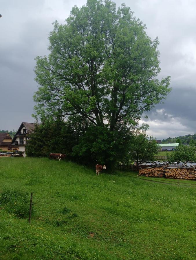 Apartament Skorusinka W Poblizu Chocholowskich Term Witów Exteriér fotografie